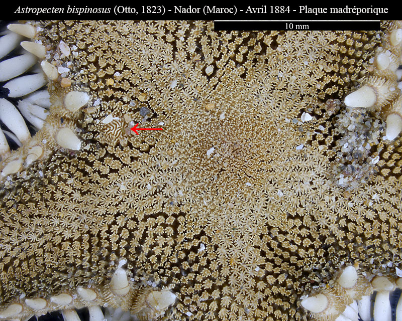 Astropecten bispinosus #66272