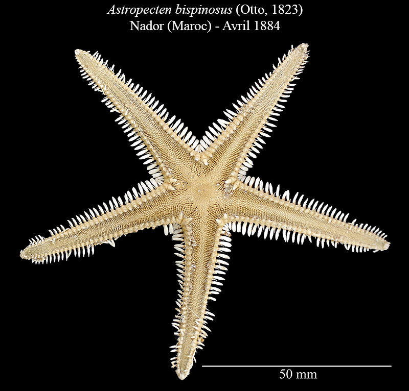 Astropecten bispinosus #66271