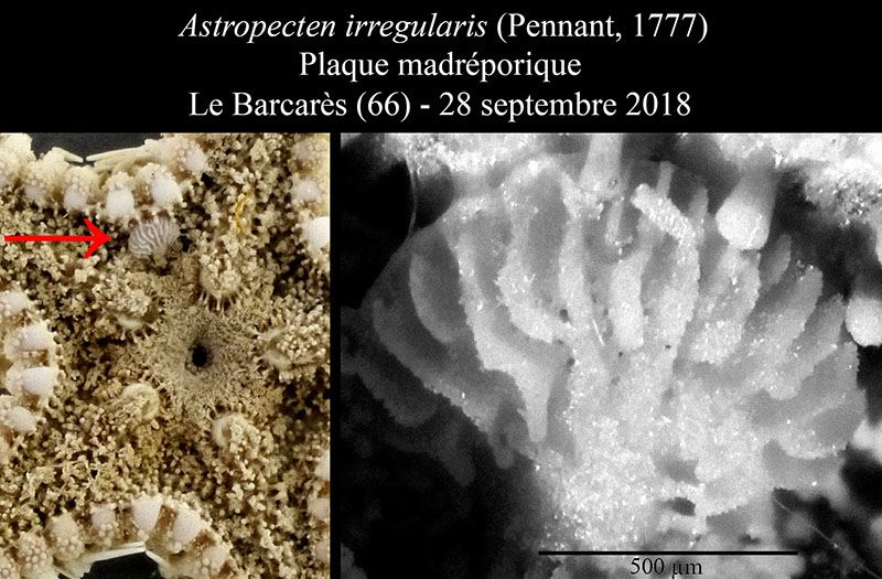 Astropecten irregularis #56529