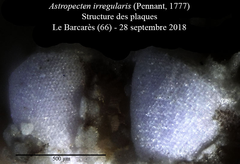 Astropecten irregularis #56532