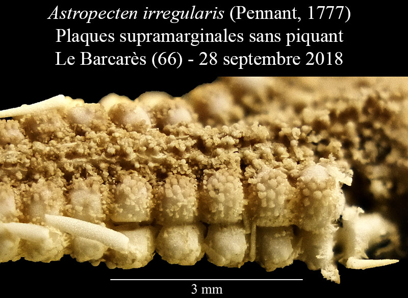 Astropecten irregularis #56530