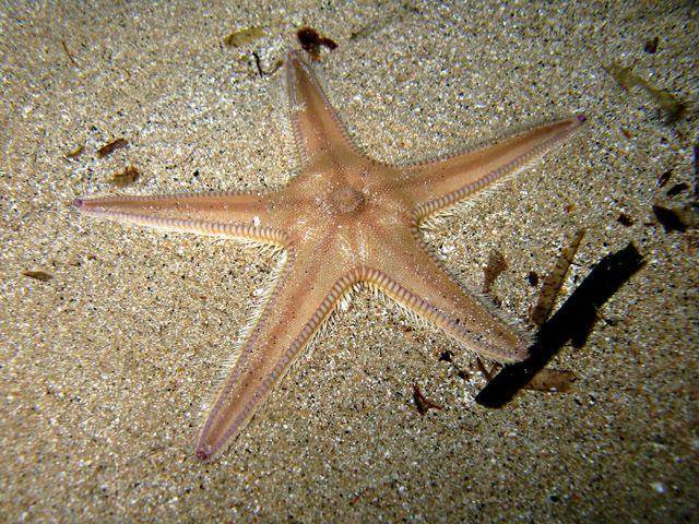 Astropecten irregularis #56533