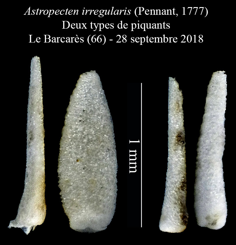 Astropecten irregularis #56531
