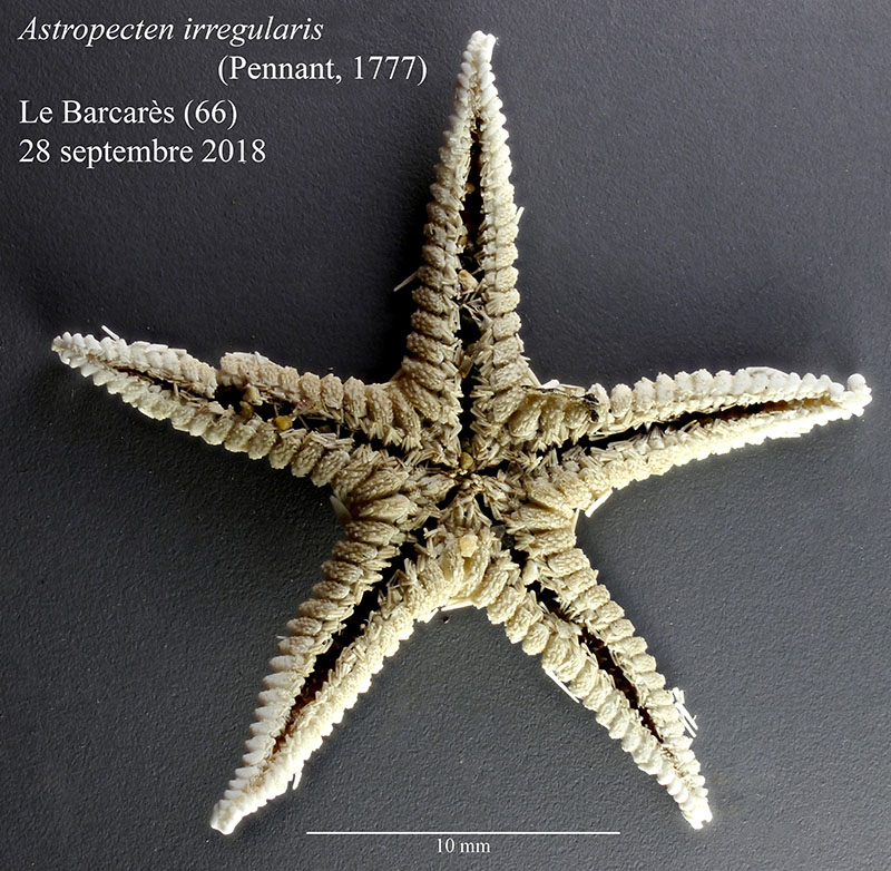 Astropecten irregularis #56528