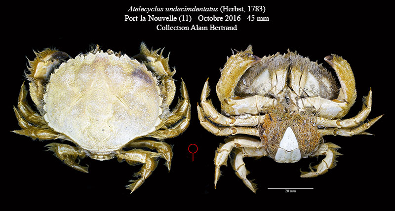 Atelecyclus undecimdentatus #63962