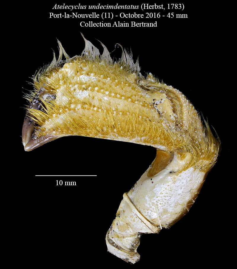 Atelecyclus undecimdentatus #63963