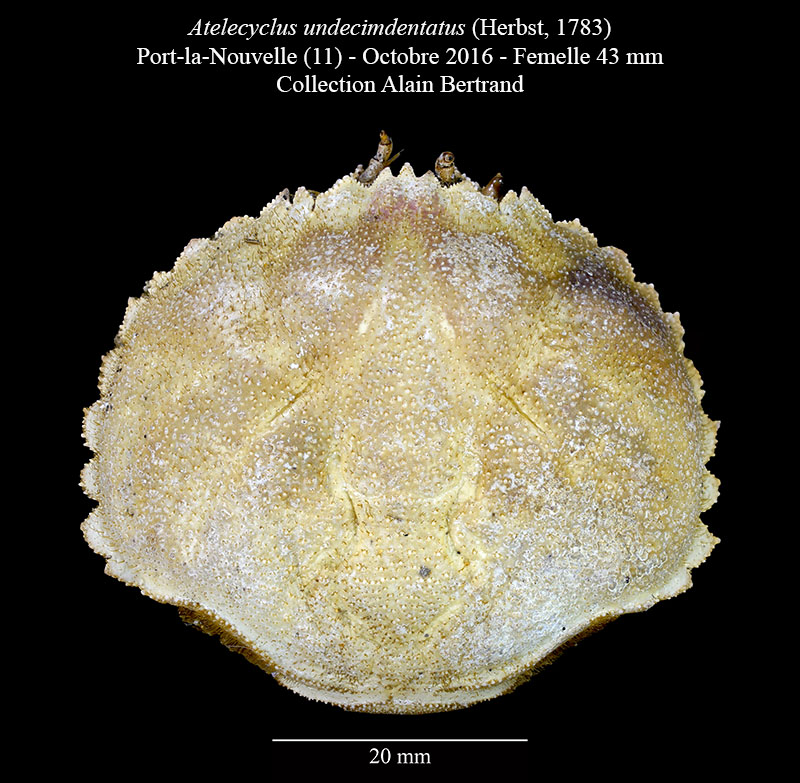 Atelecyclus undecimdentatus #63965
