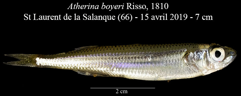 Atherina boyeri #59624