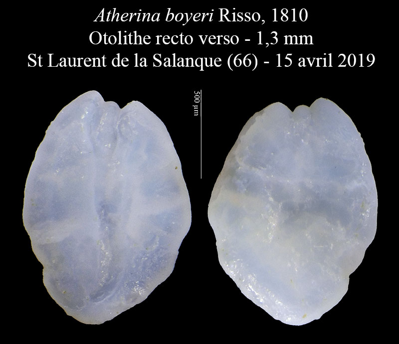 Atherina boyeri #59627