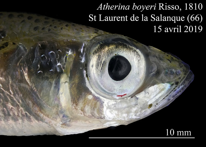 Atherina boyeri #59625
