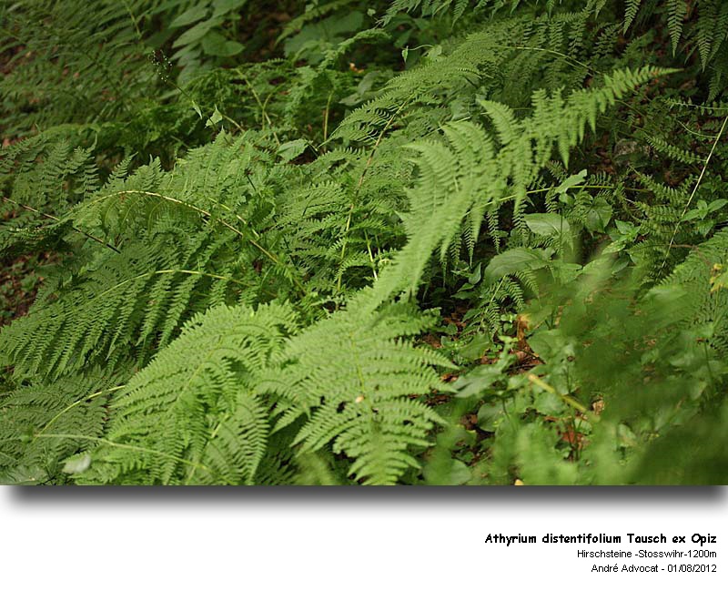 Athyrium distentifolium Tausch ex Opiz #27913