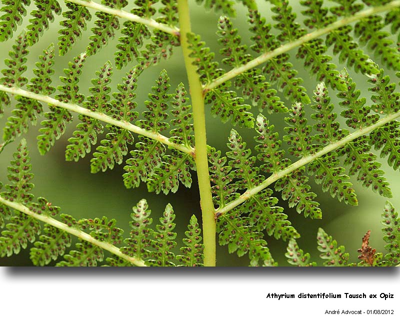 Athyrium distentifolium Tausch ex Opiz #27915