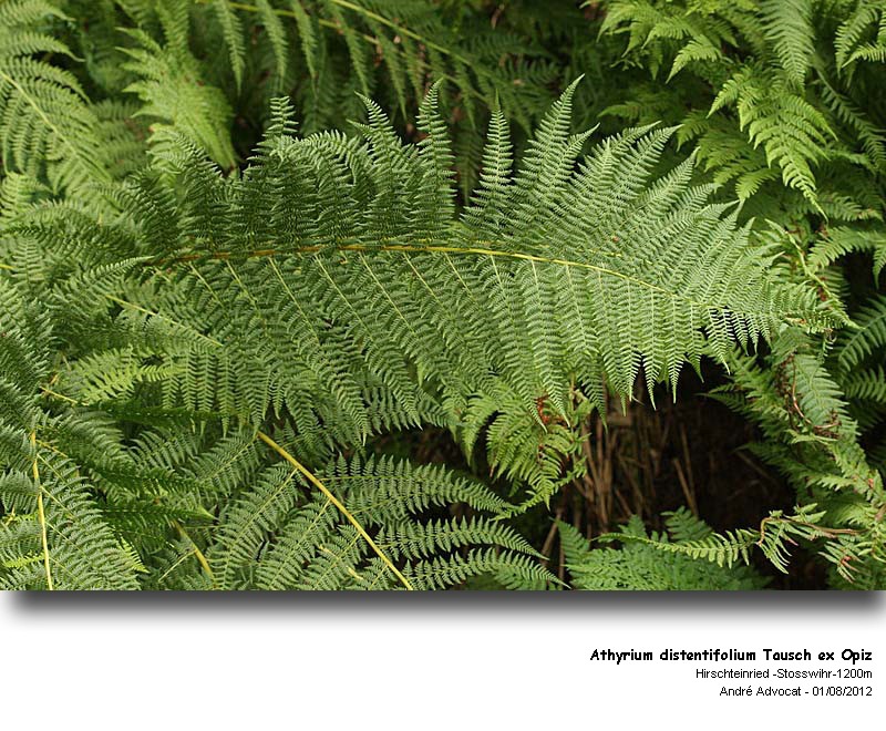 Athyrium distentifolium Tausch ex Opiz #27914