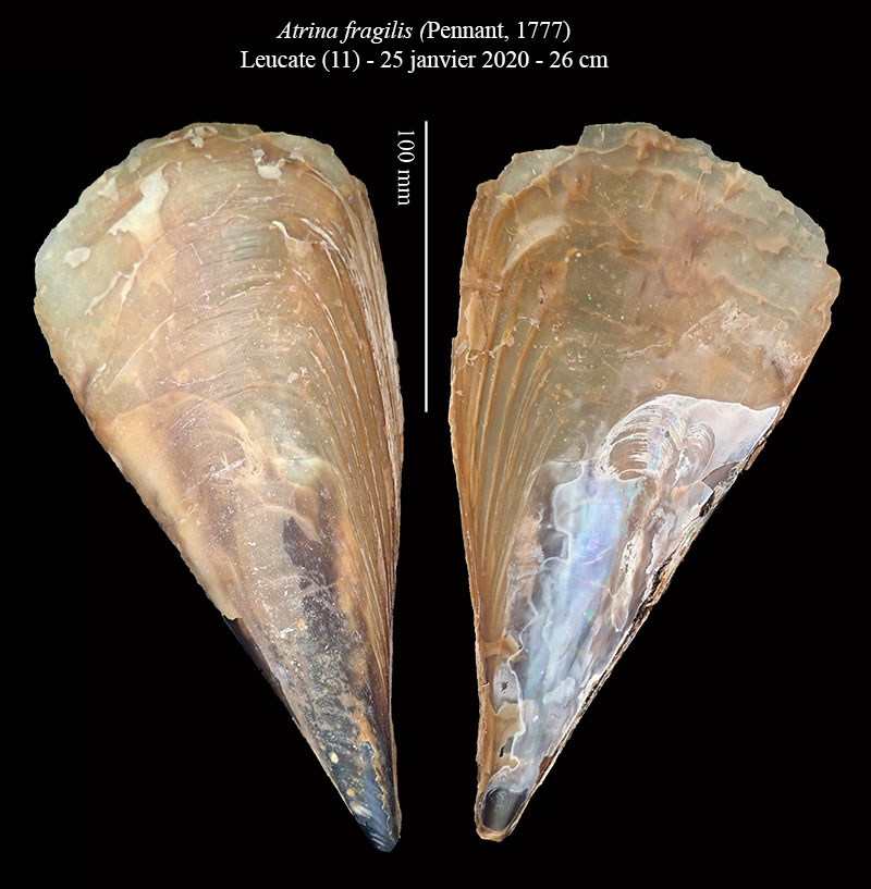 Atrina fragilis #63164