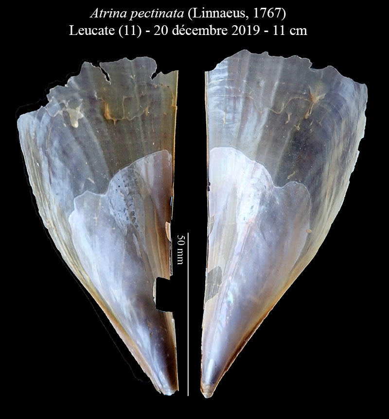 Atrina pectinata #63162