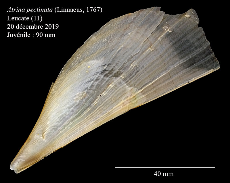 Atrina pectinata #63163