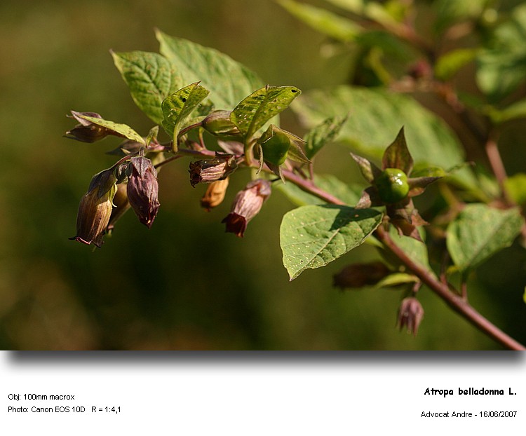 Atropa belladonna L. #1787