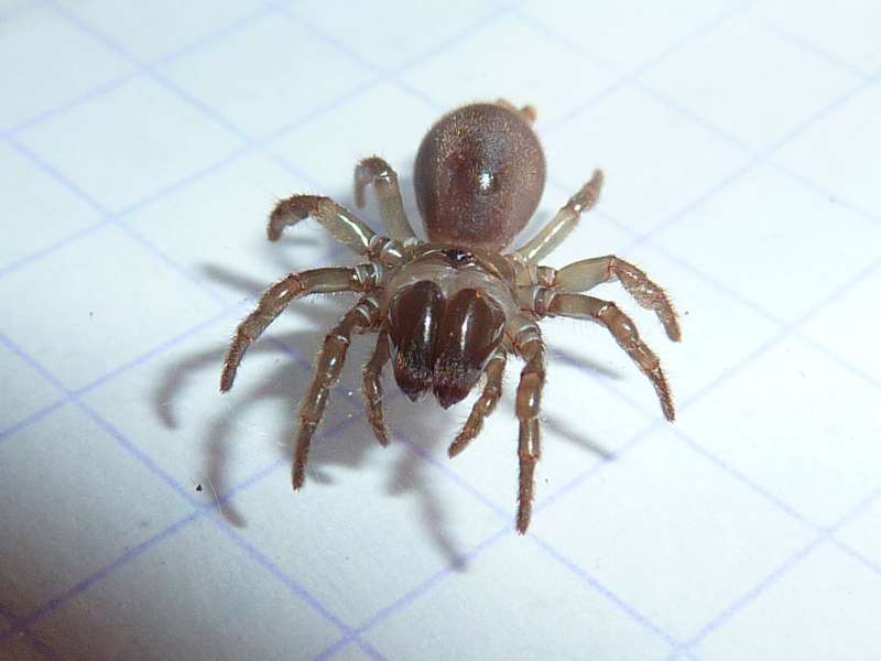Atypus affinis - Mygale bien de chez nous #18284
