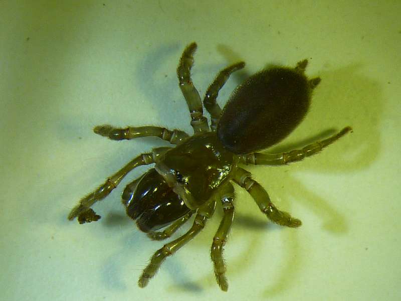 Atypus affinis - Mygale bien de chez nous #18282