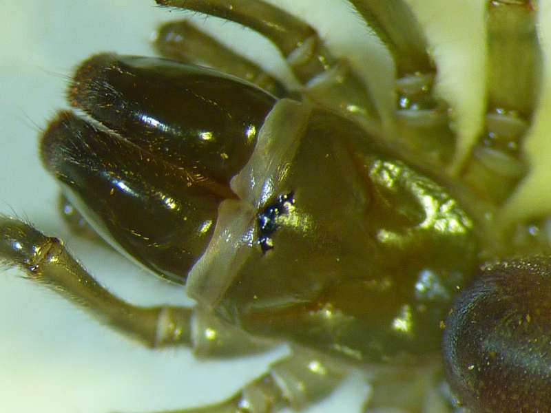 Atypus affinis - Mygale bien de chez nous #18283
