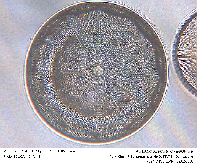 AULACODISCUS  OREGONUS #32358