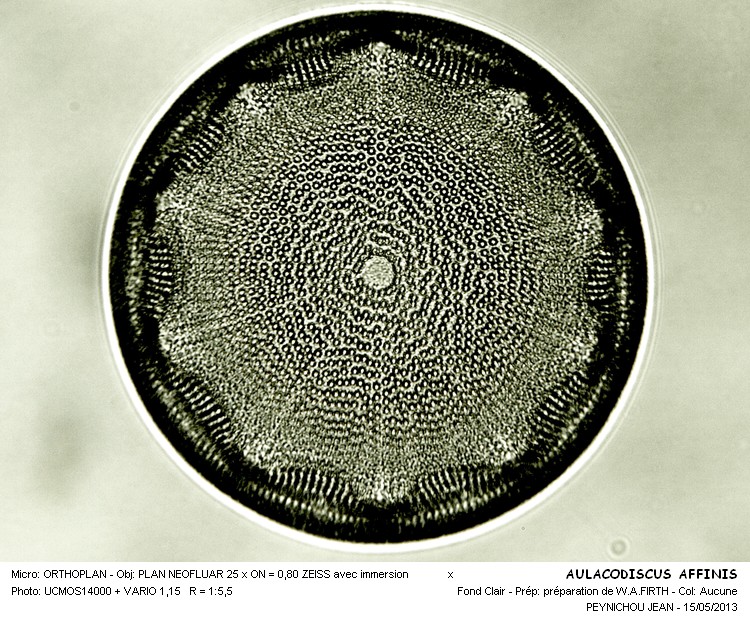 AULACODISCUS AFFINIS #32337