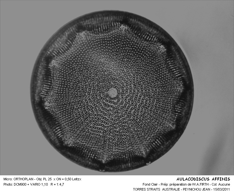 Aulacodiscus affinis Grunow #21397