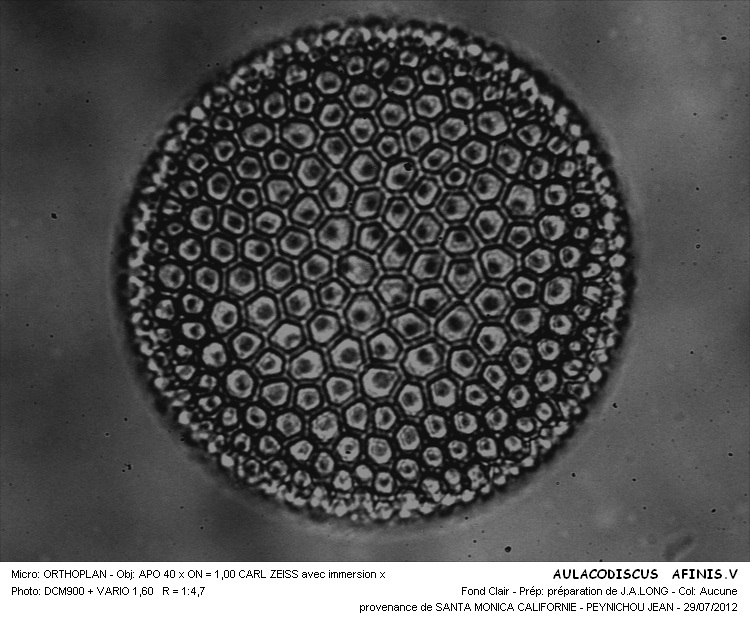 AULACODISCUS AFINIS.V #32338