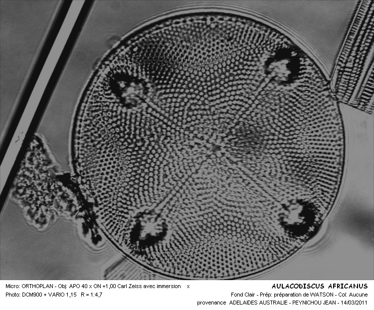 AULACODISCUS AFRICANUS #32339