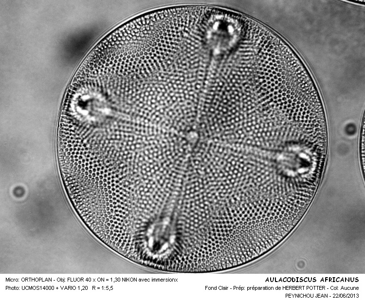 AULACODISCUS AFRICANUS #32431