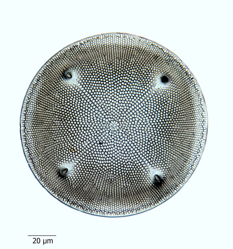 Aulacodiscus allorgei #65672
