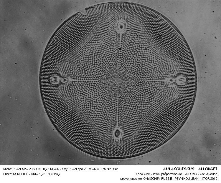 AULACODISCUS ALLORGI #32343