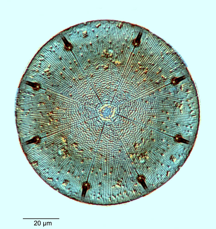 Aulacodiscus americanus #81057