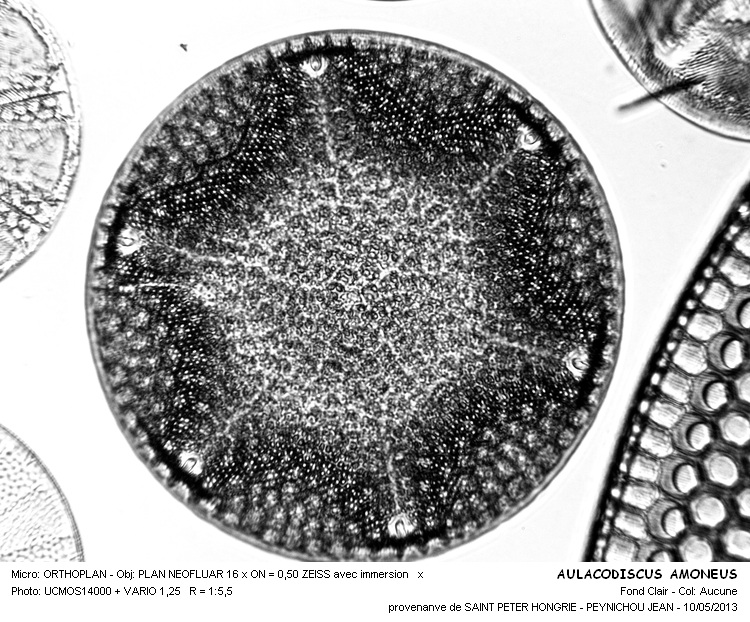 AULACODISCUS AMOENUS #31007