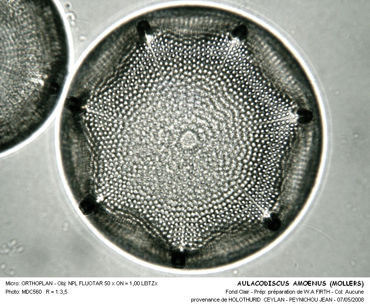 AULACODISCUS AMOENUS (MOLLERS) #33571
