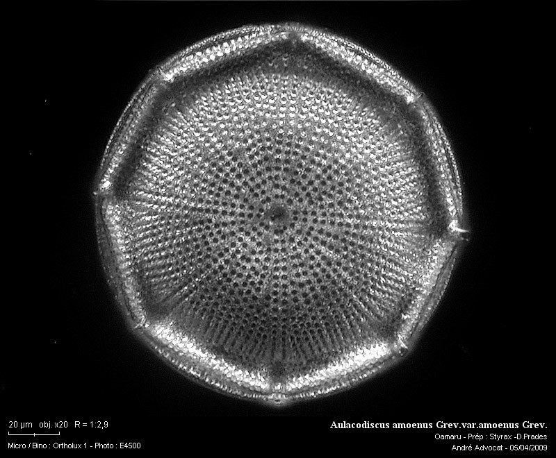 Aulacodiscus amoenus Grev.var.amoenus Grev. #9695