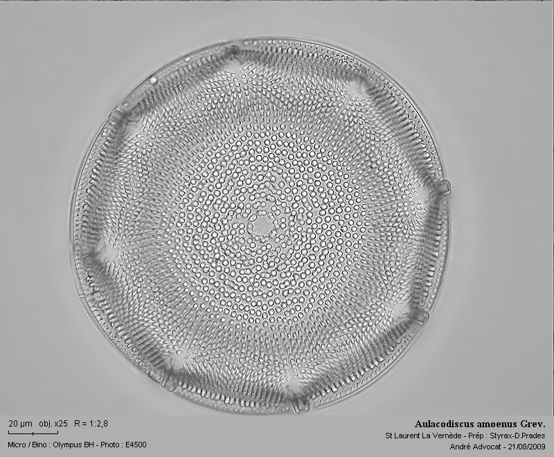 Aulacodiscus amoenus Grev. #12178