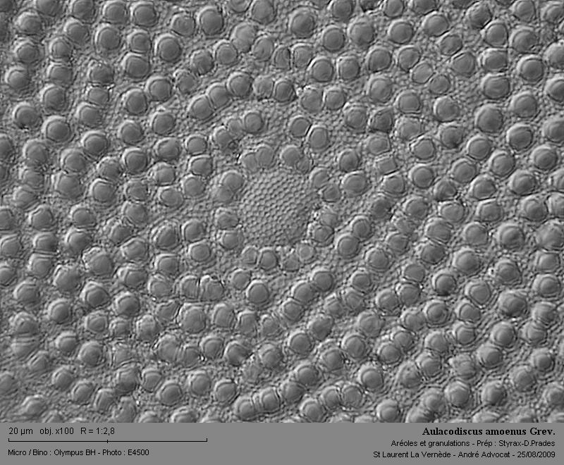 Aulacodiscus amoenus Grev. #12181