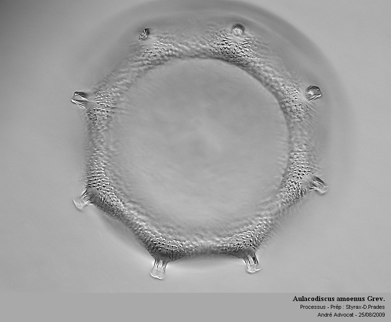 Aulacodiscus amoenus Grev. #12179