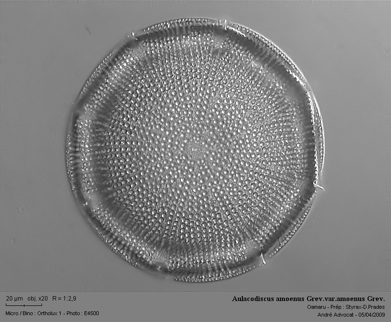 Aulacodiscus amoenus Grev.var.amoenus Grev. #9694