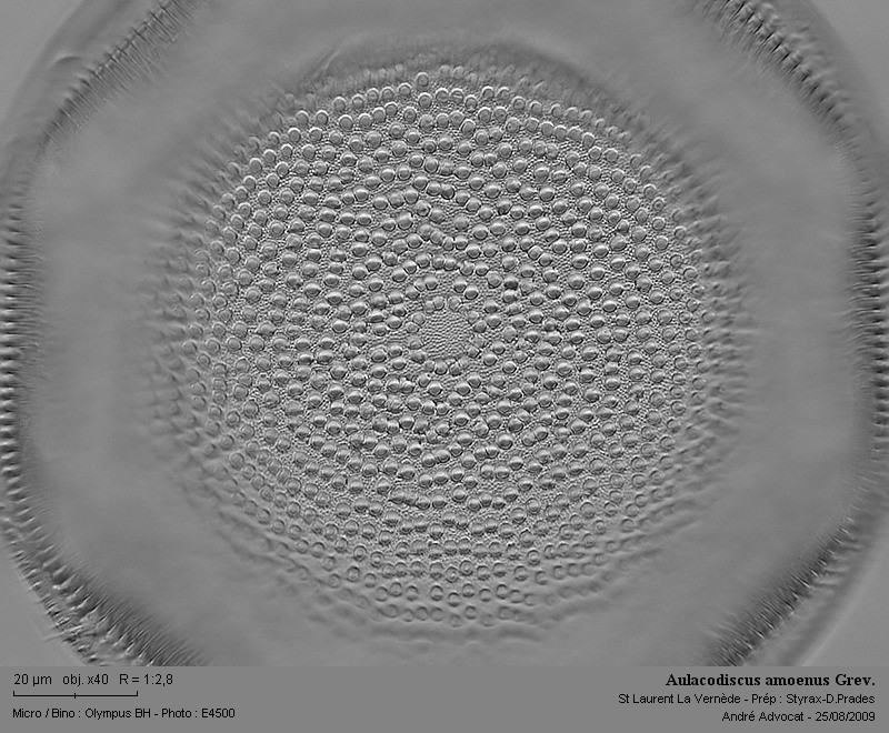 Aulacodiscus amoenus Grev. #12180