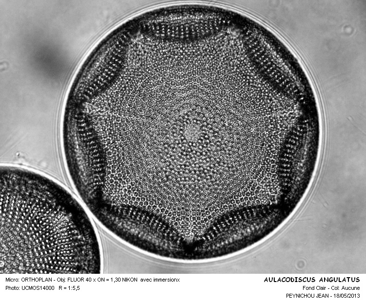 AULACODISCUS ANGULATUS #31120