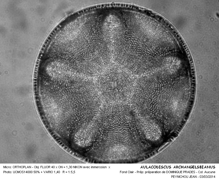 AULACODISCUS ARCHANGELSBIANUS #36619