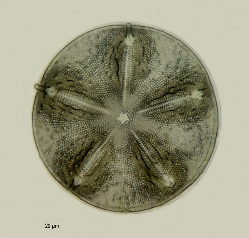 Aulacodiscus archangelskianus #14347