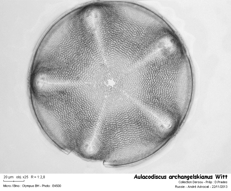 Aulacodiscus archangelskianus Witt #34860