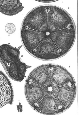 Aulacodiscus archangelskianus Witt #34863