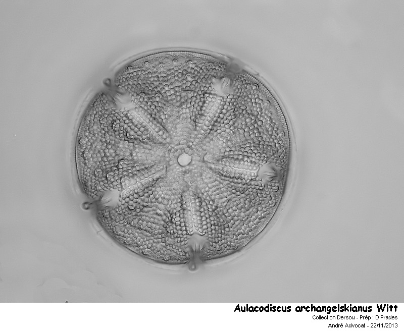 Aulacodiscus archangelskianus Witt #34862