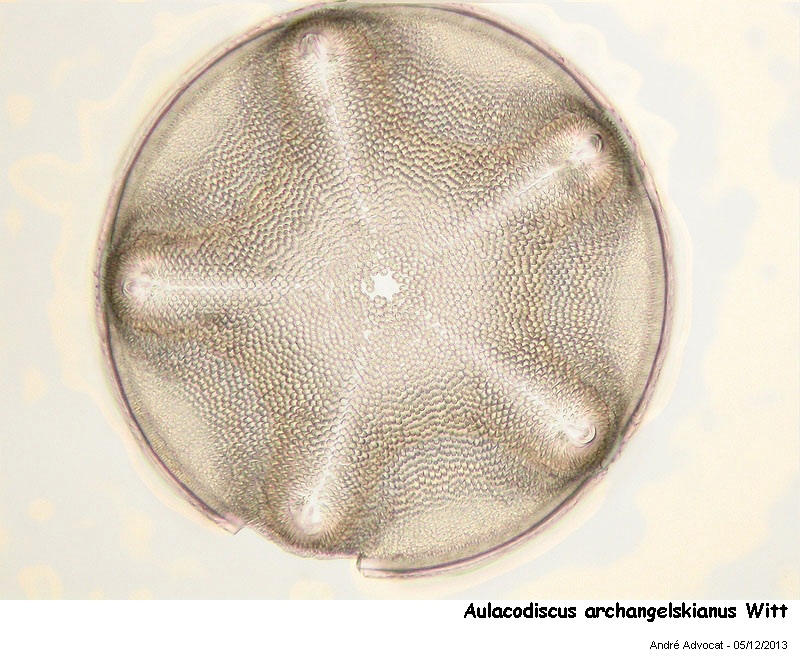 Aulacodiscus archangelskianus Witt #35117