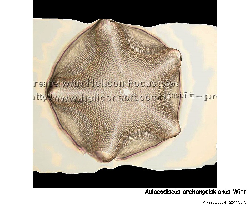 Aulacodiscus archangelskianus Witt #35093