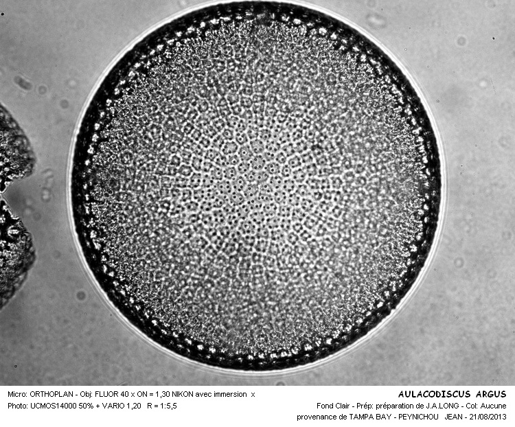 AULACODISCUS ARGUS #33405